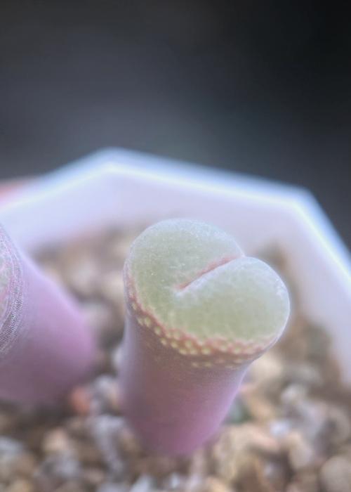 风铃玉品种大全及特点？如何挑选适合的风铃玉？
