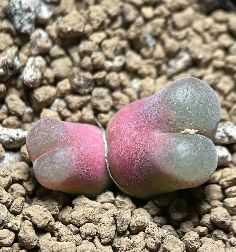 风铃玉品种大全及特点？如何挑选适合的风铃玉？