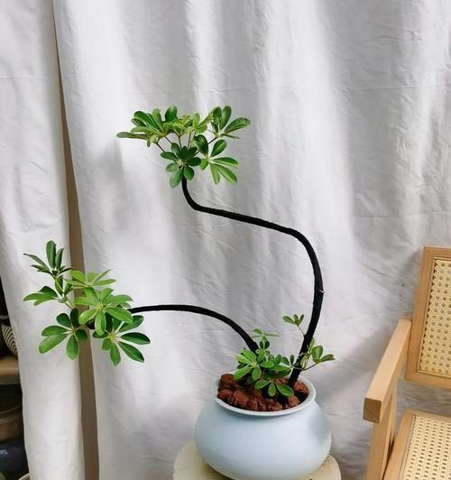 室外耐阴花卉有哪些？哪些植物适合种植在阴凉处？