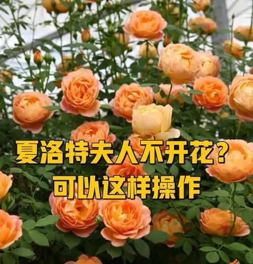 藤本月季繁殖的有效方法有哪些？