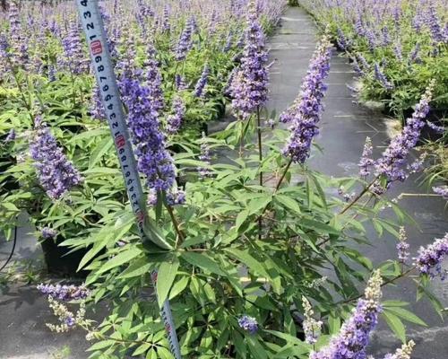 观花灌木有哪些？适合庭院种植的观花灌木推荐？