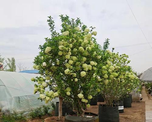 观花灌木有哪些？适合庭院种植的观花灌木推荐？