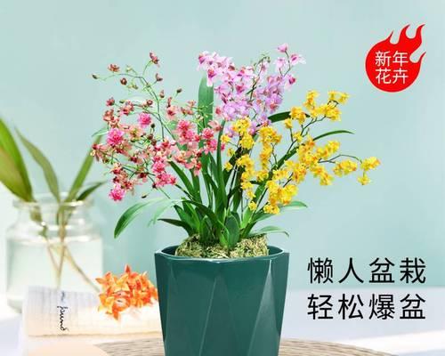 兰兰花有多少种品种？不同品种的兰兰花有何区别？
