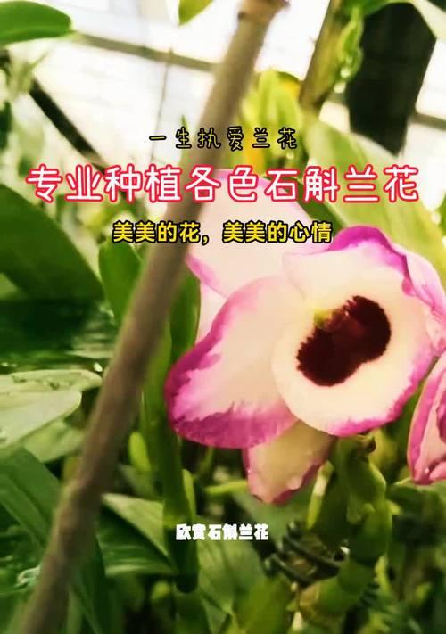 春石斛品种如何分类？不同春石斛品种的特性是什么？