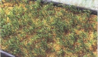 沙培植物有哪些种类？沙培植物的养护方法是什么？
