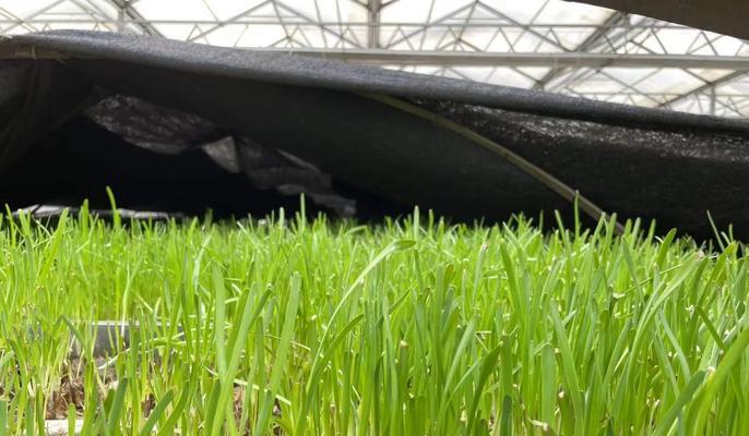 沙培植物有哪些种类？沙培植物的养护方法是什么？