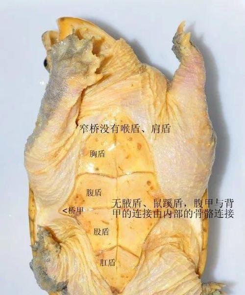 种变种亚种品种有何区别？如何区分种变种亚种品种？