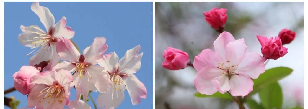 樱花叶子的特征是什么？如何辨认樱花叶子？