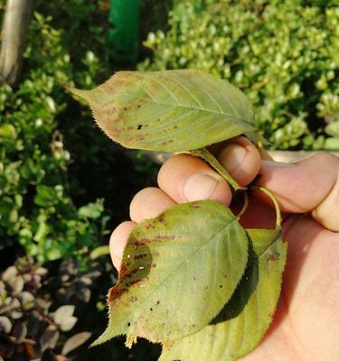 樱花叶子的特征是什么？如何辨认樱花叶子？