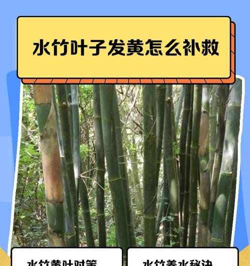 水竹种植需要注意什么？如何确保水竹的成活率？