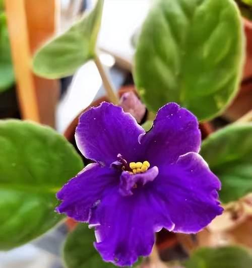 非洲堇品种有哪些？如何种植非洲堇？