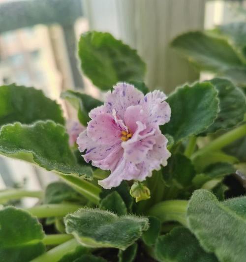 非洲堇品种有哪些？如何种植非洲堇？