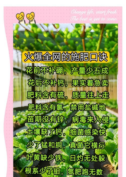 铁树施肥指南：如何正确施肥？