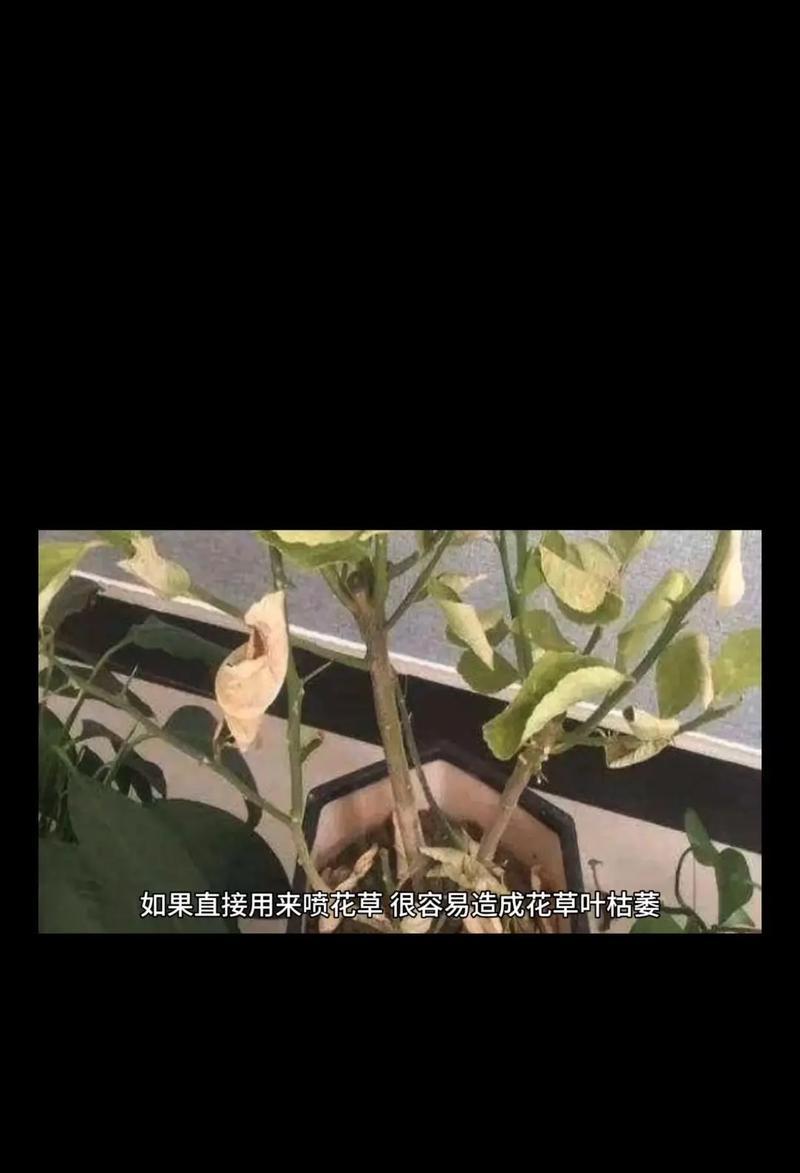 花草出现小飞虫问题如何解决？