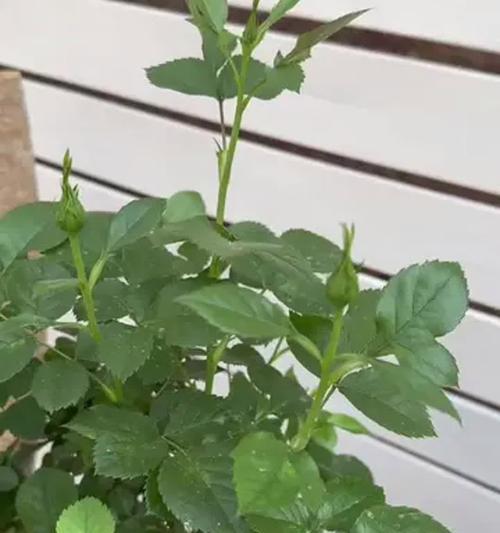 花草出现小飞虫问题如何解决？