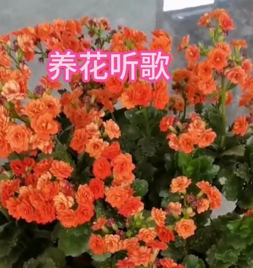 阳台种植长寿花的技巧有哪些？
