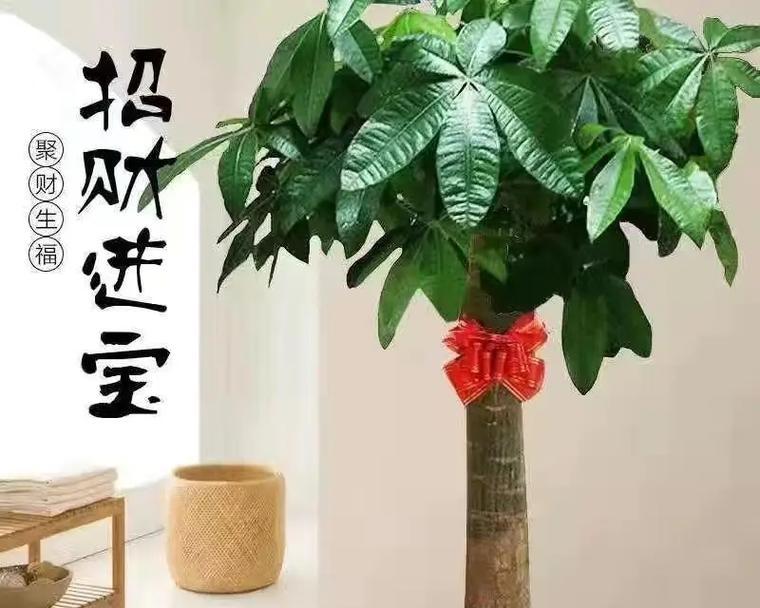 发财树土壤配制方法是什么？