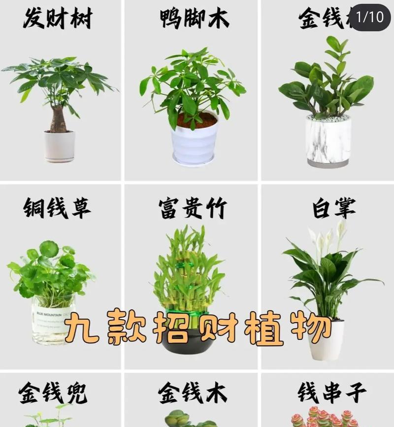 发财树土壤配制方法是什么？