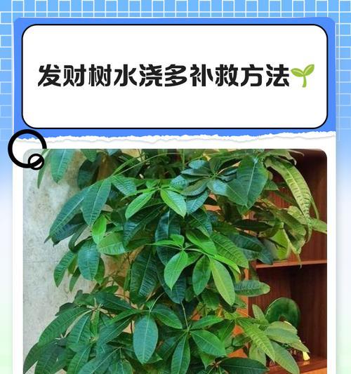 发财树土壤配制方法是什么？