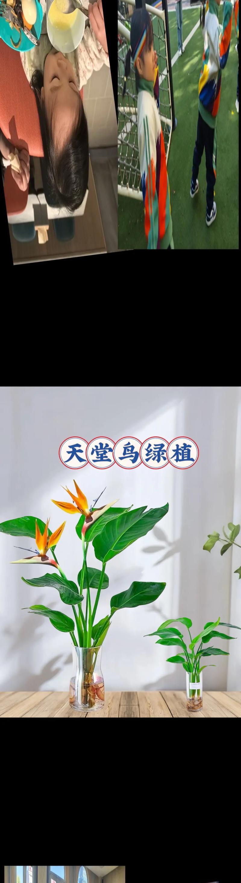 天堂鸟什么时候开花？开花前的养护技巧有哪些？