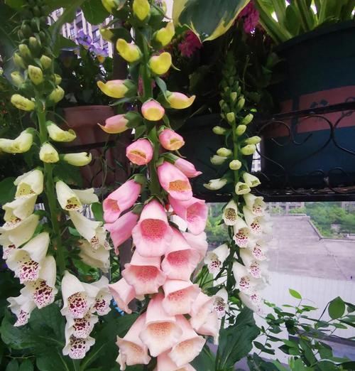 哪些花草既耐寒又好养？耐寒植物的养护要点是什么？