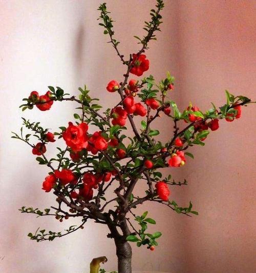哪些花草既耐寒又好养？耐寒植物的养护要点是什么？