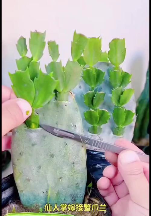蟹爪兰嫁接的正确步骤是什么？