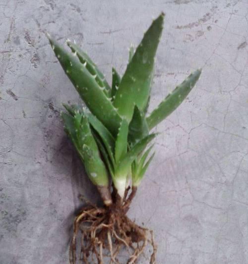 芦荟叶子发黄的原因及补救措施是什么？