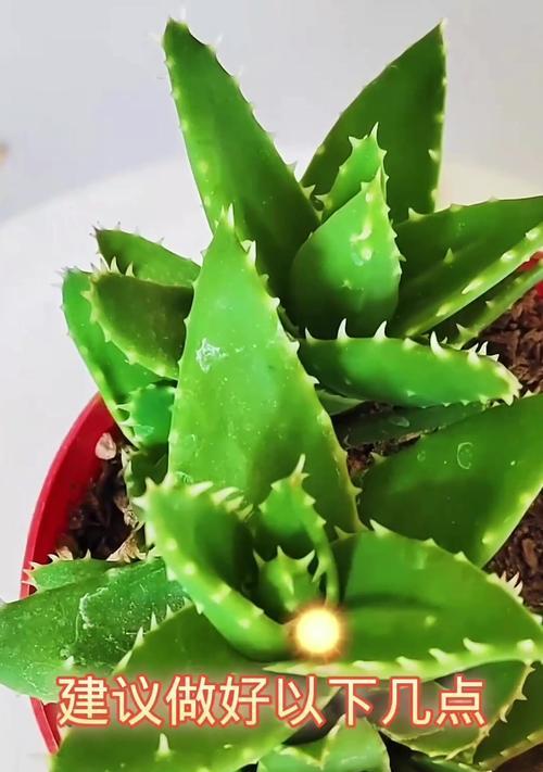 芦荟叶子发黄的原因及补救措施是什么？