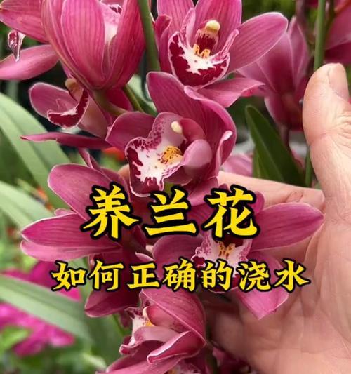 兰花浇水过多怎么处理？有哪些补救措施？