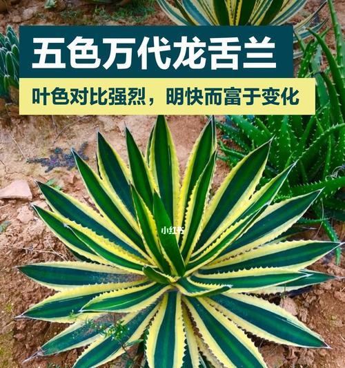 龙舌兰叶子发黄的解决方法有哪些？
