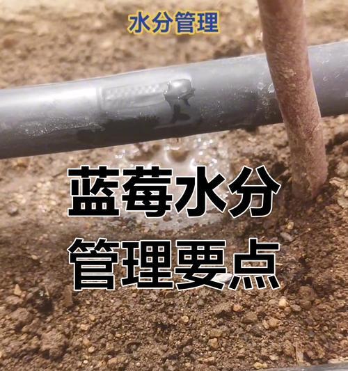 百的浇水技巧是什么？如何正确进行水分管理？