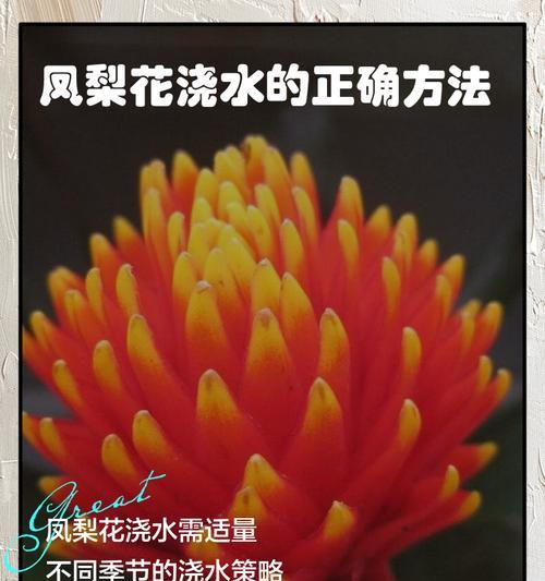 百的浇水技巧是什么？如何正确进行水分管理？