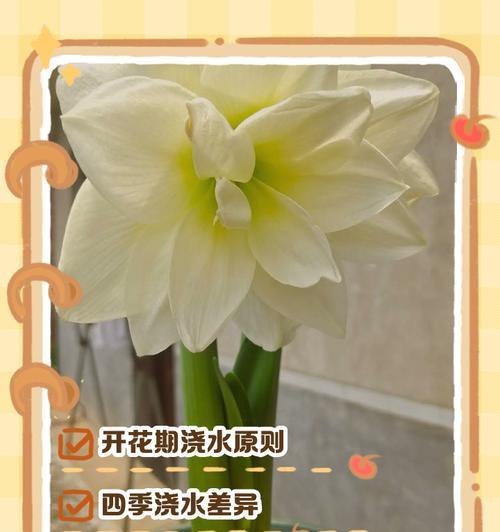 百的浇水技巧是什么？如何正确进行水分管理？
