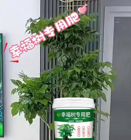 幸福树的施肥方法是什么？适合使用哪些肥料？