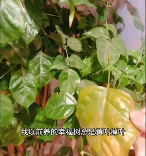 幸福树的施肥方法是什么？适合使用哪些肥料？