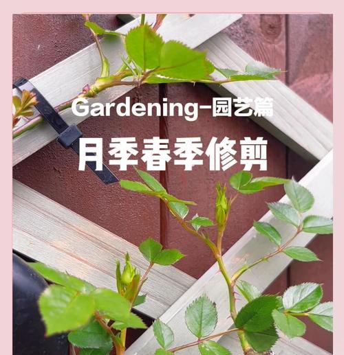 怎么修剪月季花？修剪过程中需要注意哪些问题？