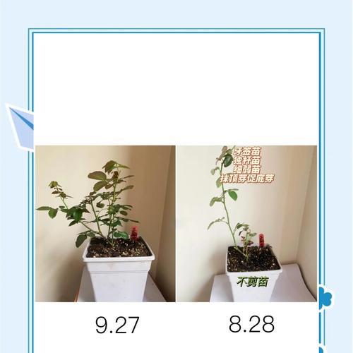 怎么修剪月季花？修剪过程中需要注意哪些问题？