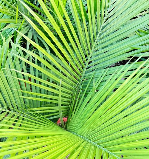 棕榈植物有哪些种类？它们在园林景观中的应用是什么？