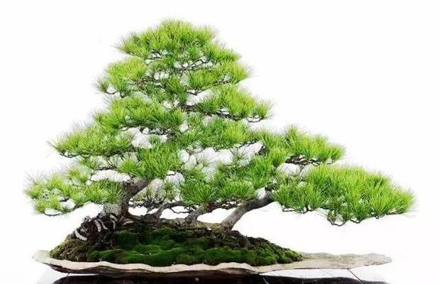哪种五针松品种最好？五针松品种选择的建议是什么？
