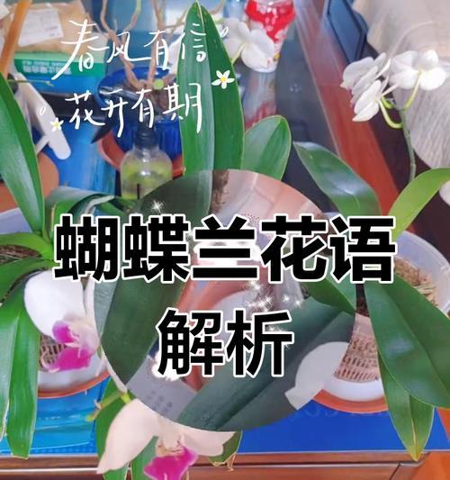 蝴蝶兰的花语及其象征意义是什么？