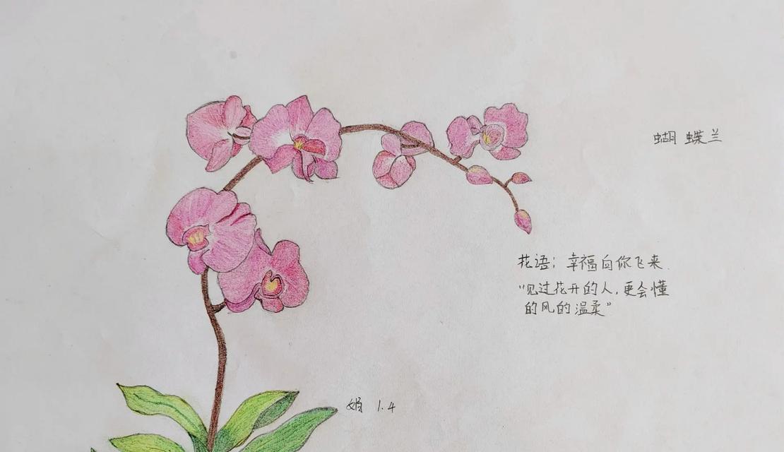 蝴蝶兰的花语及其象征意义是什么？