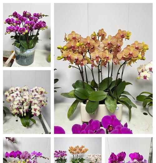 蝴蝶兰的花语及其象征意义是什么？