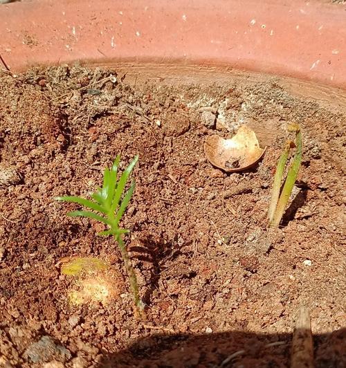 铁树繁殖方法是什么？如何确保繁殖成功？