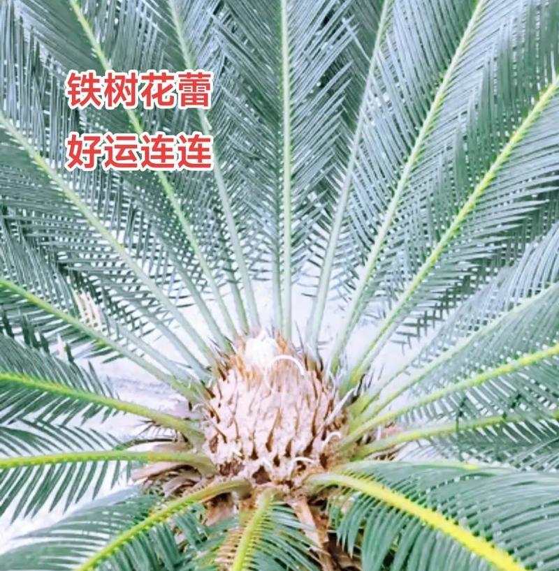 铁树繁殖方法是什么？如何确保繁殖成功？