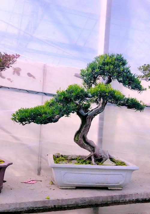 罗汉松的养护要点有哪些？怎样才能养出形态优美的罗汉松？