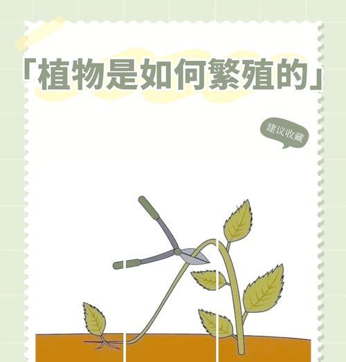 树木繁殖的正确方法是什么？树木繁殖有哪些常见问题？