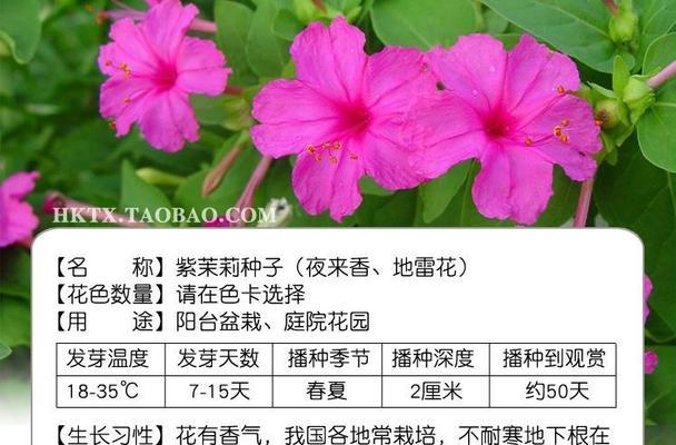 夜来香种子种植技巧有哪些？