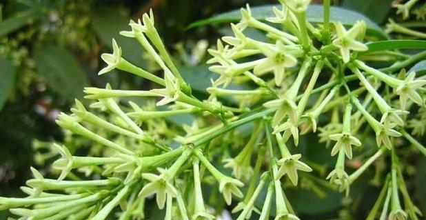 夜来香种子种植技巧有哪些？