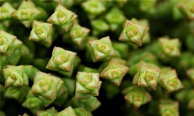 星王子的养殖方法是什么？如何处理星王子的常见问题？